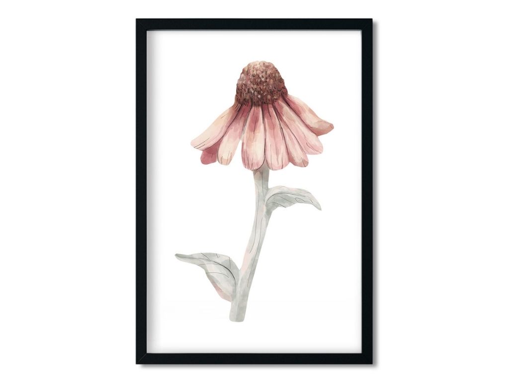 E-shop Plagát na stenu ECHINACEA Zvoľte rozmer: 20 x 30 cm